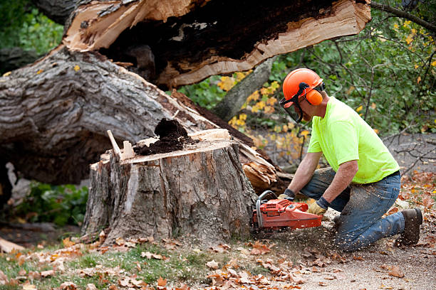 How Our Tree Care Process Works  in  New Milford, NJ